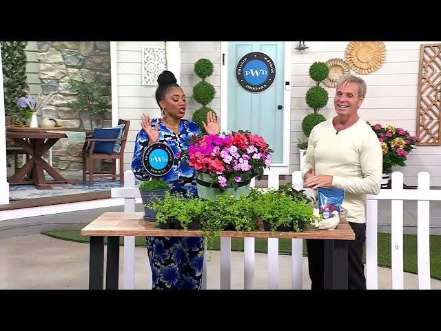 Phillip Watson Designs 6-Piece Creeping Jenny Live Plants on QVC