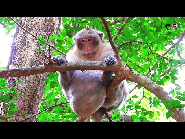 Most Clip Handsome Mr Charlie Is Trying Sit On High The Tree Down Big Belly Looks Very Adorable