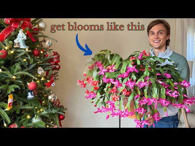 How to Care for CHRISTMAS CACTUS Plants to get MAX Flowers Every Year - Secrets to their Blooms