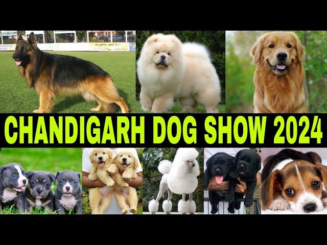 Chandigarh Dog Show 2024 | Parade Ground | Sector 17 Chandigarh | Full Info