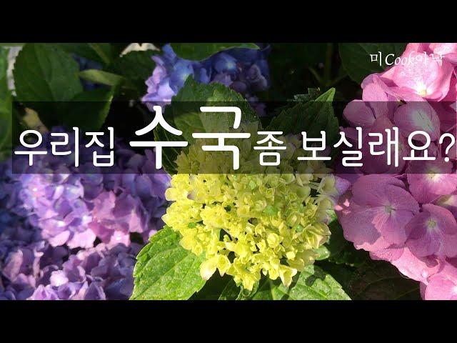 [월간청도정원] 6월호 수국정원 3년동안 가꾼 수국.지금 저희집 정원에 수국축제가 열렸어요.