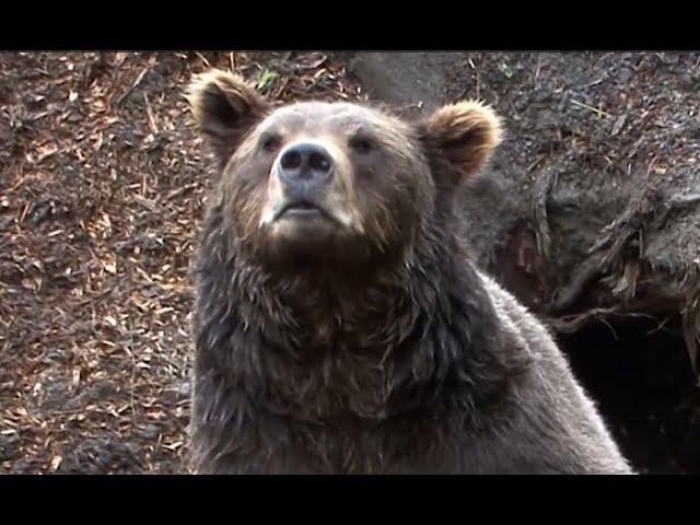 Grizzly Bear Kills and Eats Logger, John MacDonald