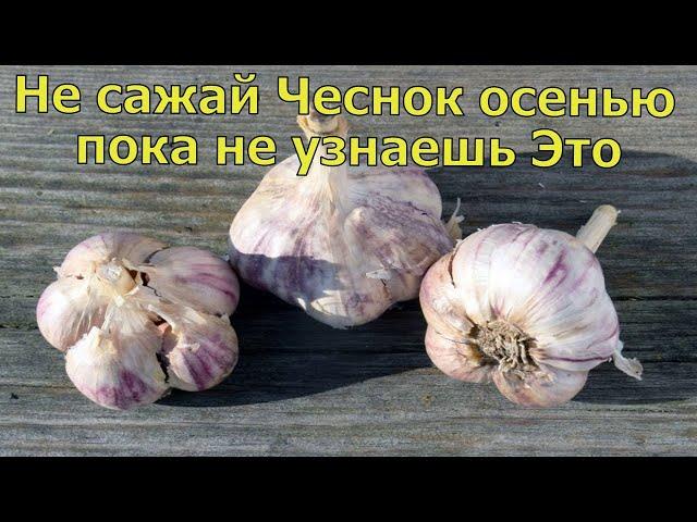 Не сажай Озимый чеснок пока не узнаешь это. Посадка чеснока осенью