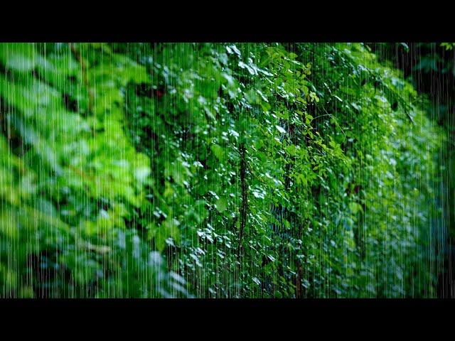 Rain Falling on Ivy-covered Wall and Dancing Leaves | Meditation ASMR