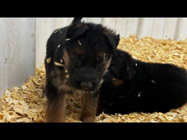 Beautiful, red and black coloration of the West German Sho￼wline ￼German Shepherd