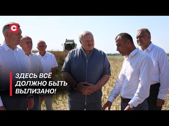 Лукашенко: Ужасное впечатление! Президент проверил ход уборочной!