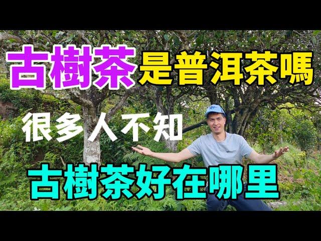 古樹茶是普洱茶嗎？古樹茶樹齡怎麼劃分？古樹普洱茶真的有那麼好喝？