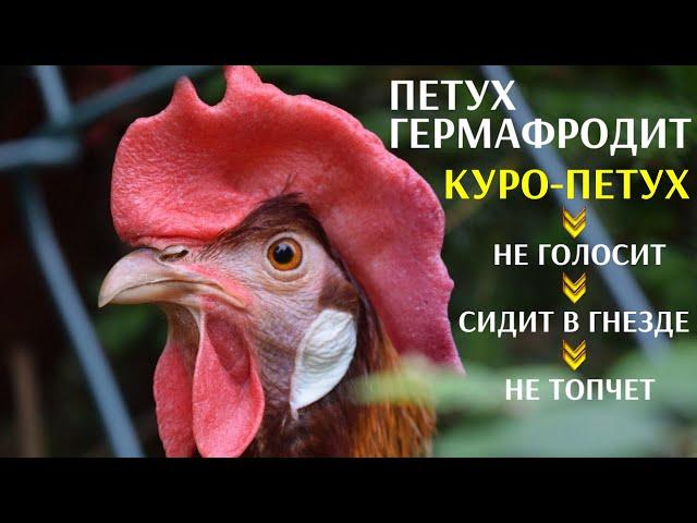 Курица ГЕРМАФРОДИТ. Куро-петух. Не голосит, не топчет, сидит в гнезде, яиц нет