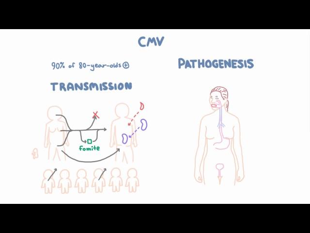 CMV Virology - Epidemiology and Pathophysiology