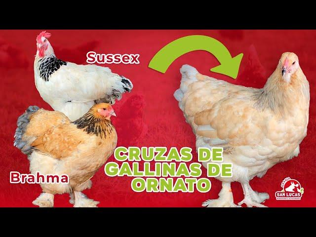 ¿Qué pasa si cruzo gallinas de diferente raza? | Mi Granja San Lucas