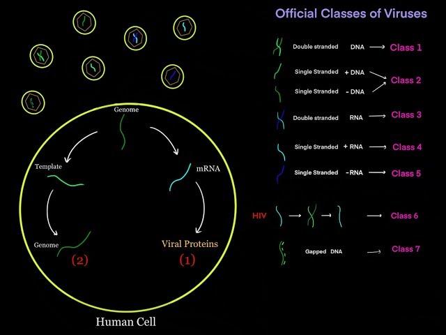 Virus Life Cycle for Different Viral Genomes (dsDNA, ssDNA, dsRNA, ssRNA, + sense, - sense) MCAT