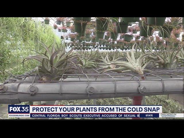 Protect your plants from the cold snap