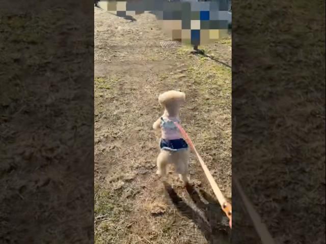 When daddy, who shouldn't be there, stands behind me while I'm out for a walk #dog #toy poodle #c...
