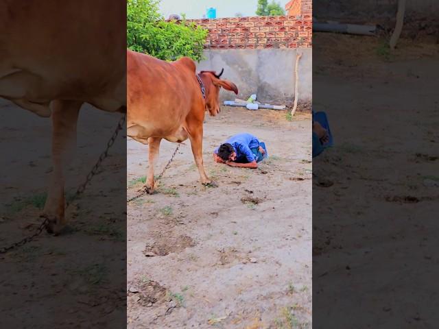 Jai gau Mata Jai shree Krishna   #youtube #shorts #viral #trending #short #love #reels #subscribe