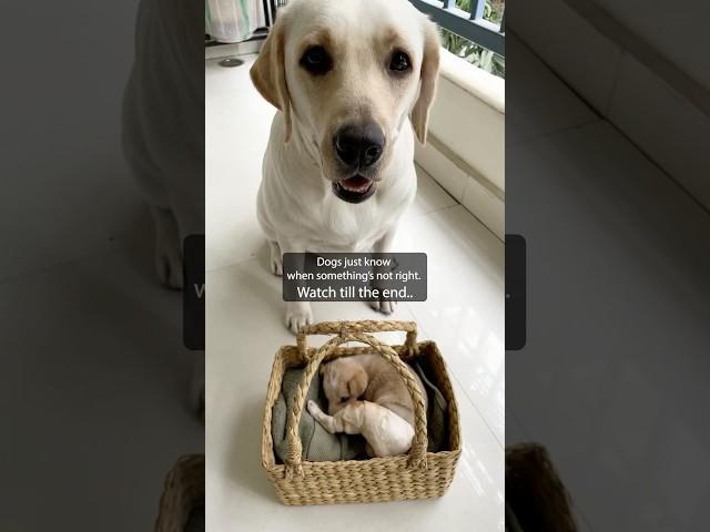 Dali the Labrador has become a caring big sister to the rescued puppy #labrador #dog #indie