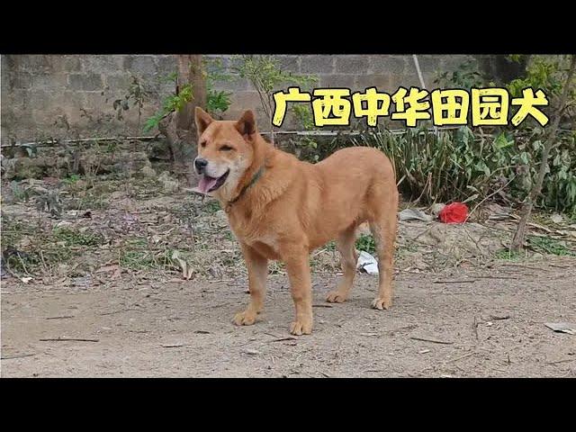 200元买的中华田园犬，朋友都说买值了，长的确实太快了，原谅称重的方法||dog