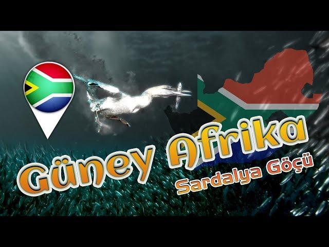 Güney Afrika Sardalya Göçü BELGESELİ (South African Sardine Migration)