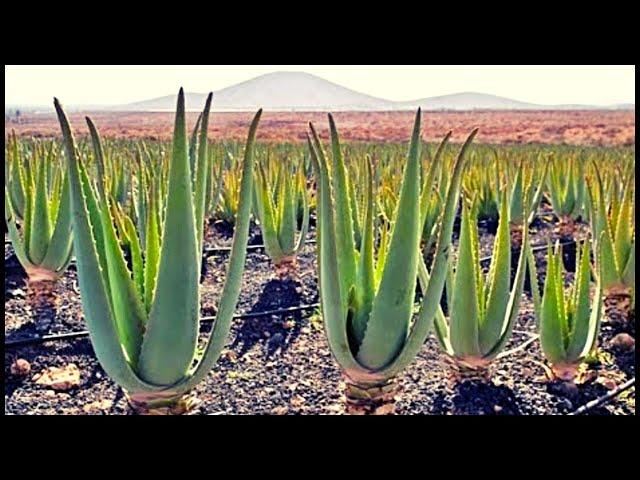 Modern Aloe Vera Farming | Amazing Aloe Vera Harvesting And Processing In The Factory