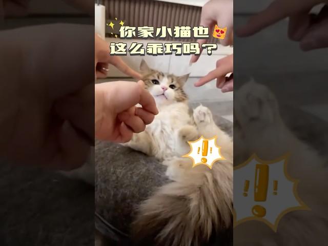 你家小猫也这么乖巧吗？ #萌寵 #猫咪 #宠物 #catlovers  #smartcat  #cuteanimals