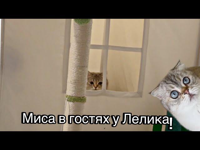 Миса в гостях у Лелика 