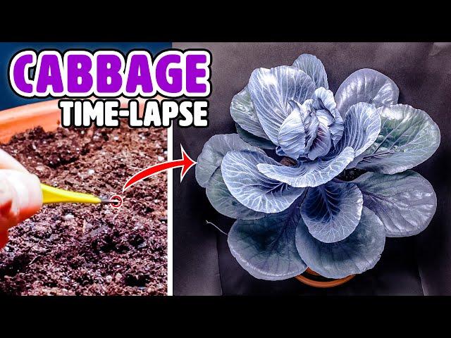 Growing Red Cabbage From Seed To Harvest (95 Days Time Lapse)