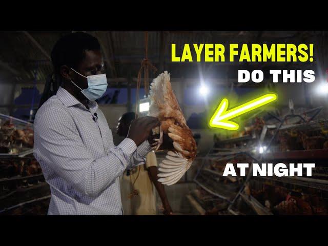 Layer Poultry Farmers should TRY THIS at Night