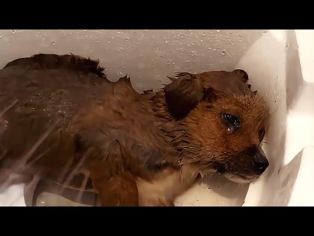 He shed tears of warmth after being rescued from the biting cold outside