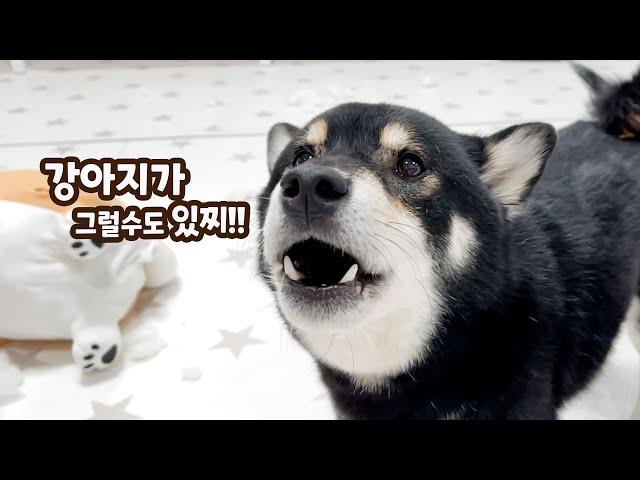 Shiba doggo angry at its owner.