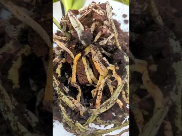 Orchid Rescue
