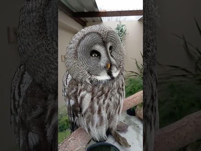 Majestic Great Grey Owl  (Barbara) #shorts #birds #owl