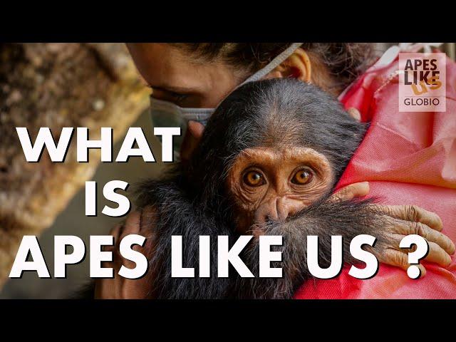 What Is Apes Like Us?