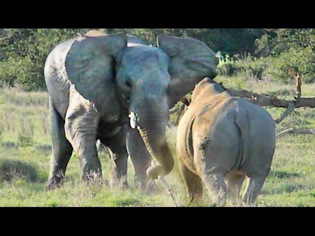 Elephant Shows Rhino Who's Boss!