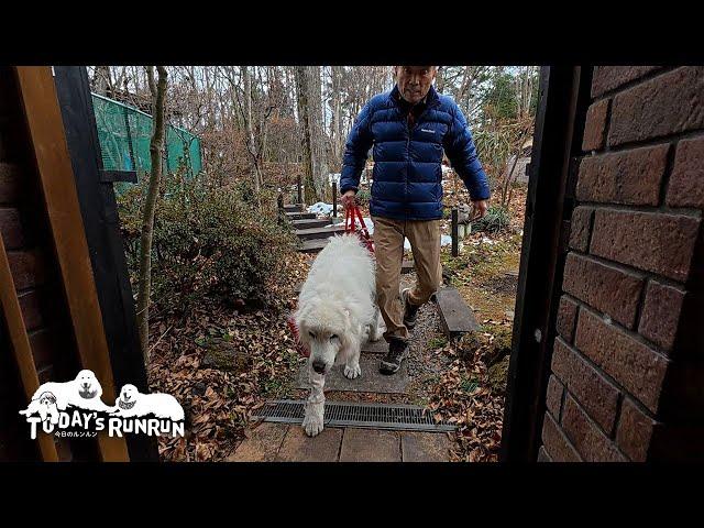 目を見張る健脚！自分の足でズンズン歩いて帰宅したルンルンです　Great Pyrenees　グレートピレニーズ