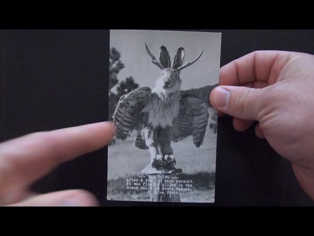 Jackalope Postcard Museum: The Flying Jackalope