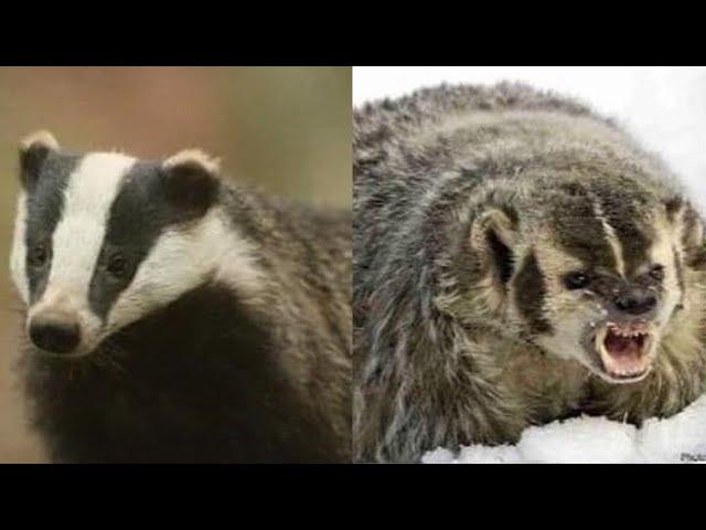 European Badger vs. North American Badger