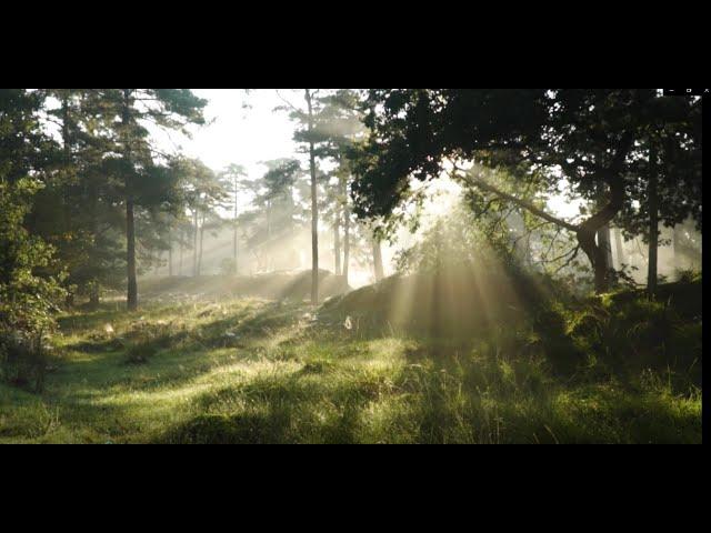 1 Ora di Suoni Rilassanti in Foresta, Dormi meglio, Riduci lo Stress, Studia, Medita....