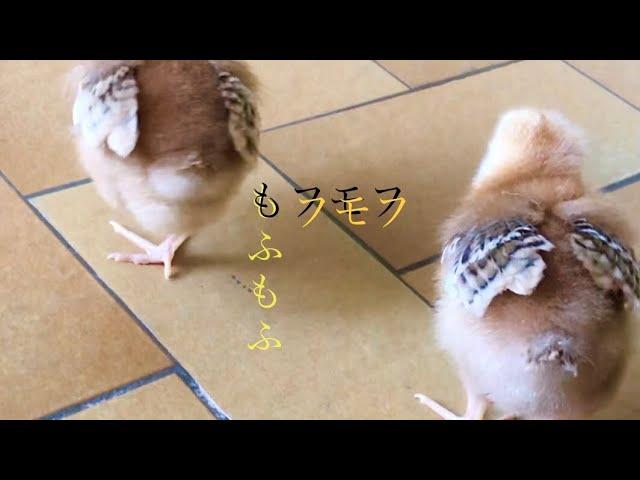 もふもふの可愛いヒヨコが何か食べるものありますか？と探しております。　(Baby Chicks are looking for something to eat)