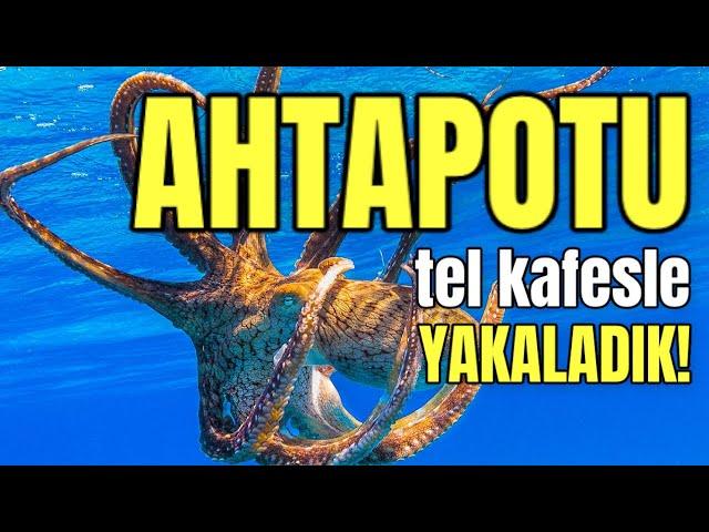 Ahtapotu Tel Kafesle Yakalayıp Meze Mi Yaptık?