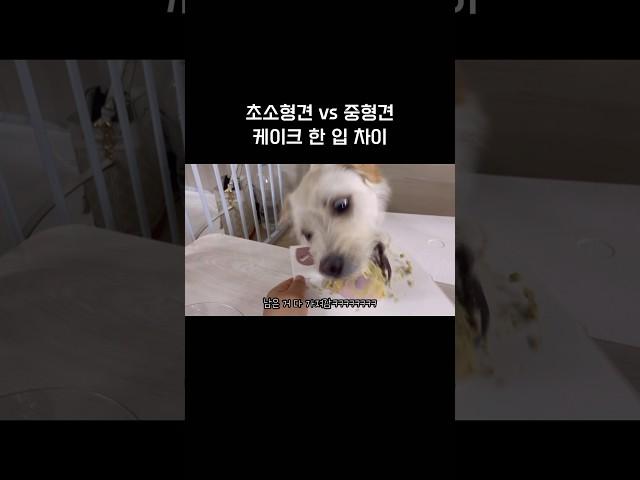 초소형견 vs 중형견 한입 차이