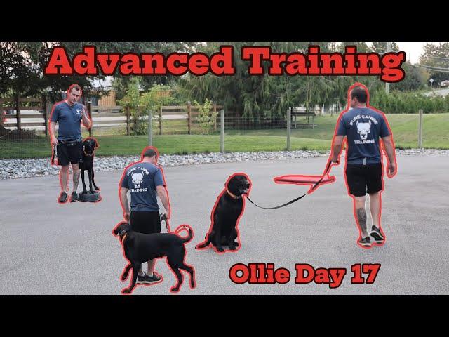 Fully Trained in 14 Days! Advanced Obedience Dog Training