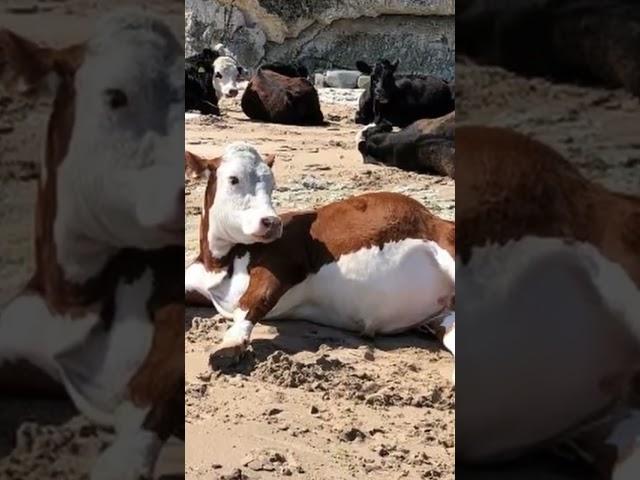 Cows Sunbathing on Beach In Ireland #hwdsouth #ireland #cows