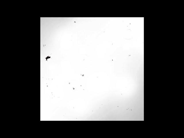 CWE Reputation (Teaser Trailer) | CWE Trons