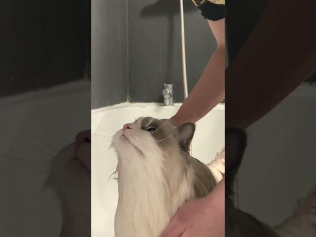 How to maintain your ragdoll cat’s fur by bathing them - CAT GROOMING️ - TheFancyCatsWorld