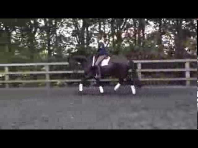 Emily Dickson riding Rosent at Witcham House Farm on 30th Sept 2013.