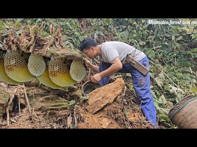 catching wild bees. enjoying the delicious taste of honey. peaceful mountain life (EP167)