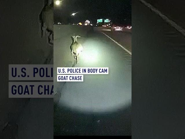 Police body-cam goat chase