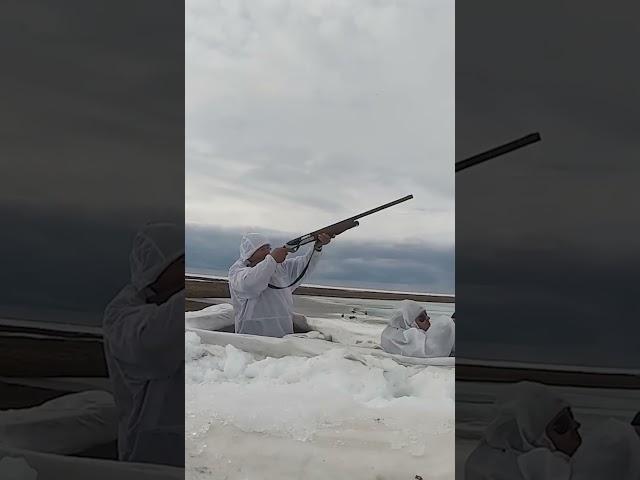 Охота на гусей весной. Крайний Север. Ямал