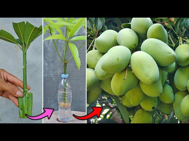 Grow mango from cuttings using natural rooting aloe vera | Method of rooting in water