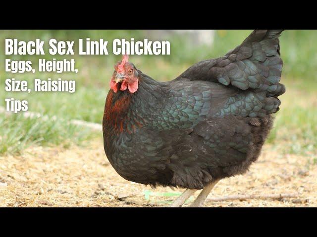 Black Sex Link Chicken