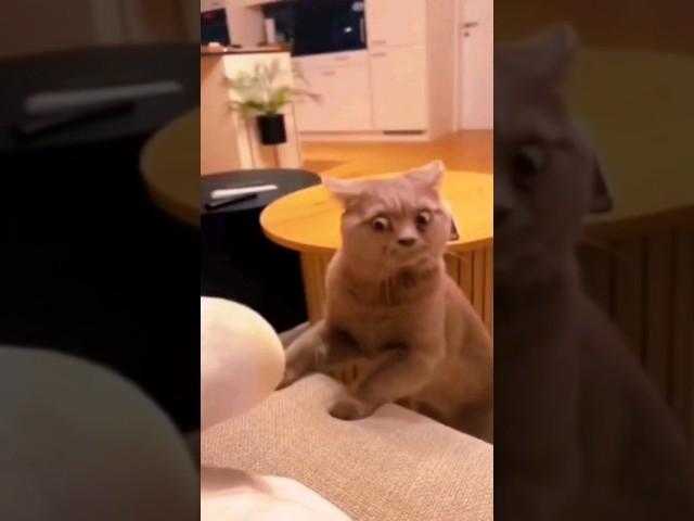 Funny Animals 2024  - Funniest Cats and Dogs video   #shorts